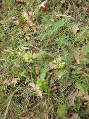 Astragalus cicer