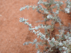 Camphorosmeae