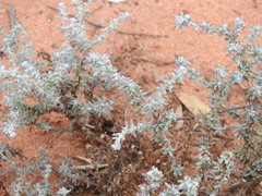 Camphorosmeae