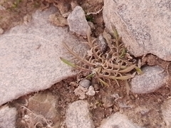 Leptinella maniototo