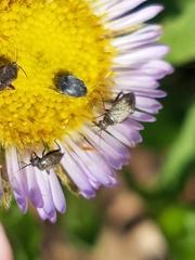 Lepidargyrus ancorifer