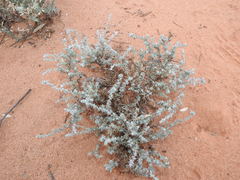 Camphorosmeae