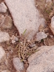 Leptinella maniototo