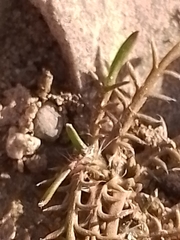 Leptinella maniototo