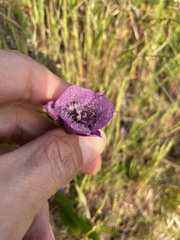 Calochortus tolmiei