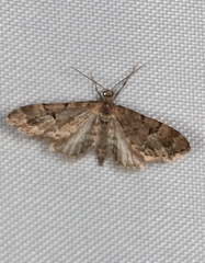 Eupithecia lanceata