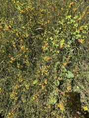 Acmispon dendroideus