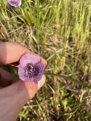 Calochortus tolmiei