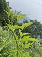 Rubus swinhoei