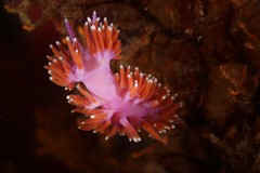 Paraflabellina funeka