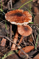 Lepiota haemorrhagica