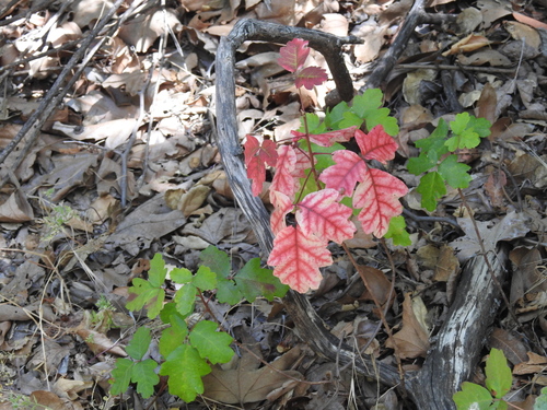 iNaturalist observation photo of Pacific poison oak