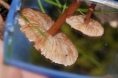 Lepiota haemorrhagica
