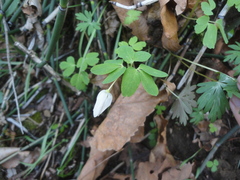 Anemonoides raddeana