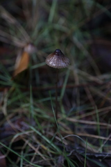 Mycena cystidiosa