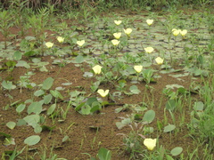 Hydrocleys nymphoides