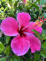 Hibiscus rosa-sinensis