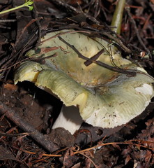 Russula iterika
