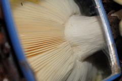 Russula iterika