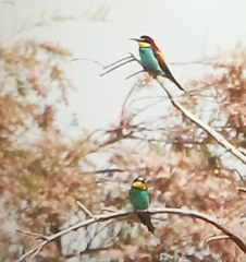 Merops apiaster