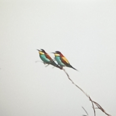 Merops apiaster