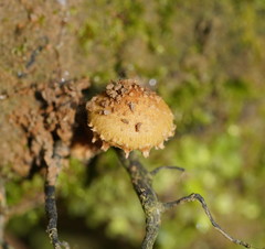 Pholiota squarrosipes