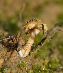 Pholiota squarrosipes