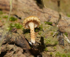 Pholiota squarrosipes