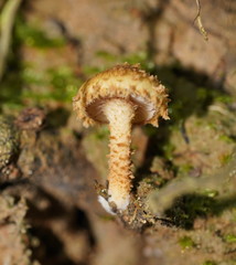 Pholiota squarrosipes