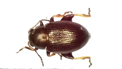 Chaetocnema hortensis