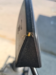 Diaea dorsata