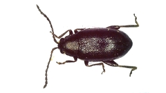 Phyllotreta cruciferae