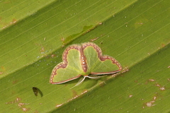 Synchlora expulsata