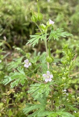 Geranium carolinianum