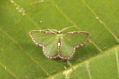 Synchlora pulchrifimbria