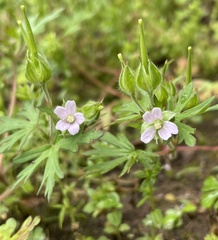 Geranium carolinianum