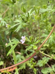 Geranium carolinianum