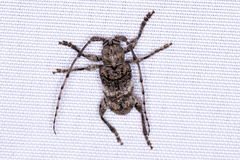 Ecyrus
