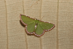 Synchlora pulchrifimbria