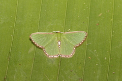 Synchlora tenuimargo
