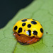 Ladybeetle Spiders - Photo (c) H. K. Tang, some rights reserved (CC BY-NC-ND)