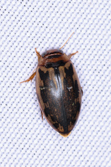 Coptotomus