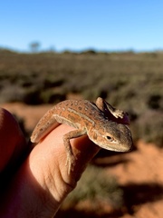 Ctenophorus isolepis