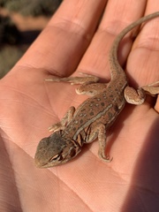 Ctenophorus isolepis