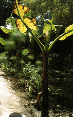 Typhonodorum lindleyanum