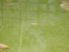 Aquarius elongatus