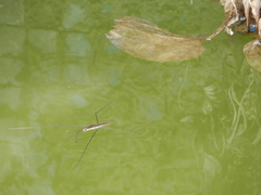 Aquarius elongatus