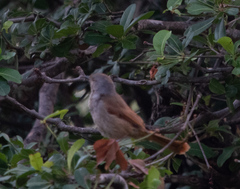 Cichladusa arquata