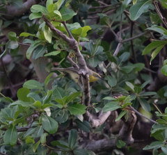 Eremomela scotops