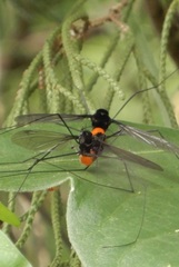 Tipula holoserica